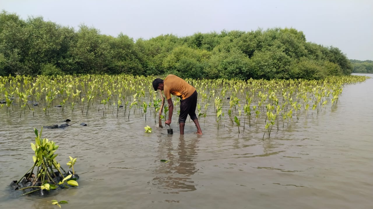 Mangrove Regeneration Project - India © SEEDS