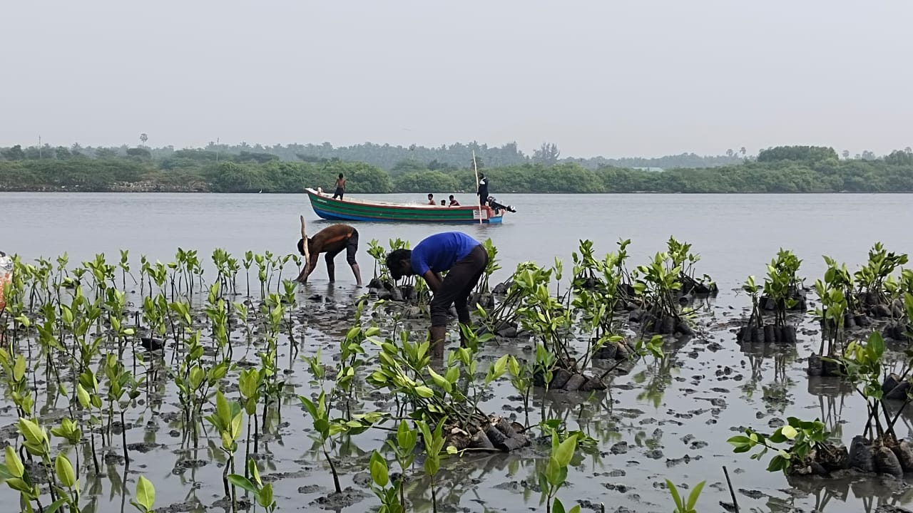 Mangrove Regeneration Project - India © SEEDS
