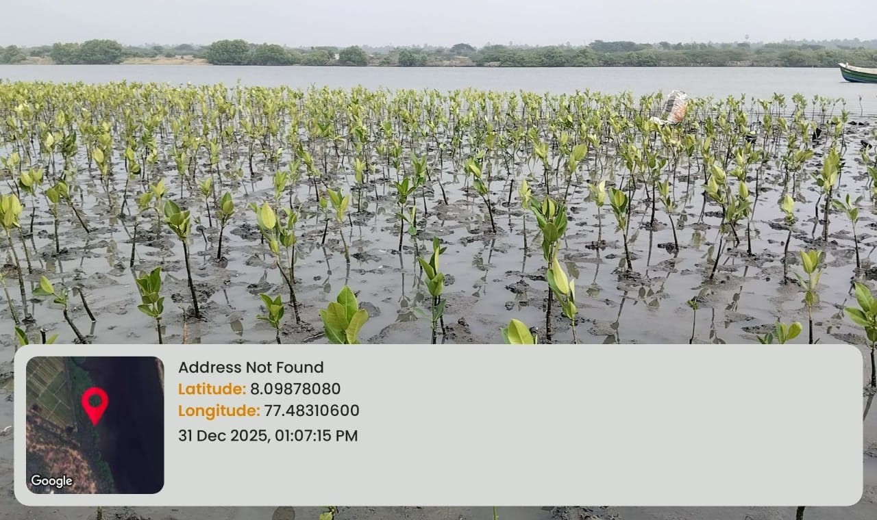 Mangrove Regeneration Project - India © SEEDS