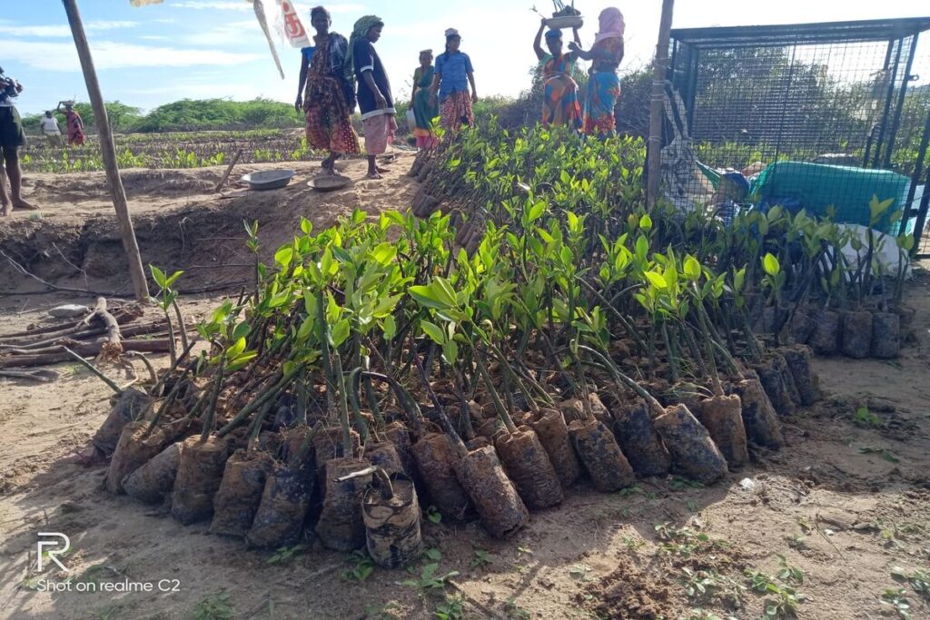 Funding round 2023 - SEEDS, Southern India - Planting of mangroves