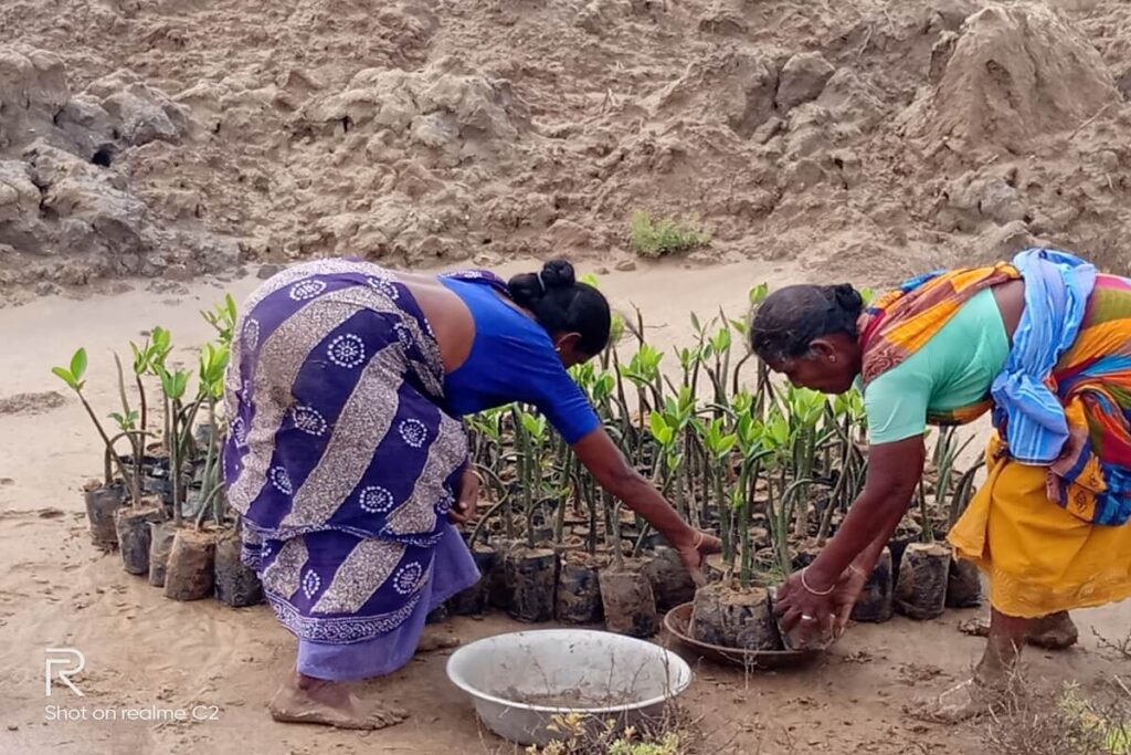 Funding round 2023 - SEEDS, Southern India - Planting of mangroves