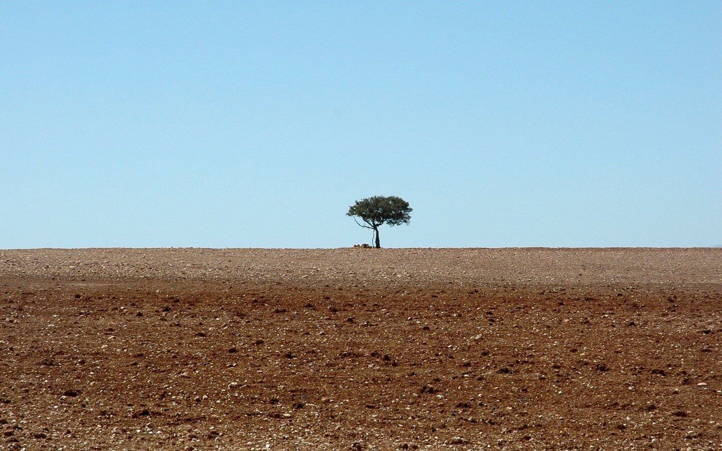 The loneliest tree