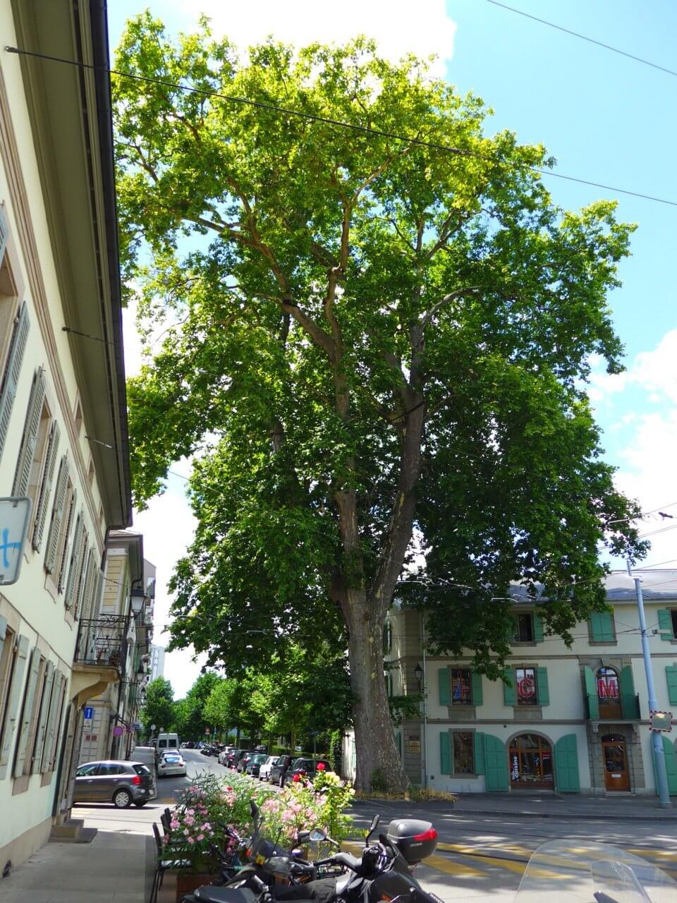 Photo of Urban Tree
