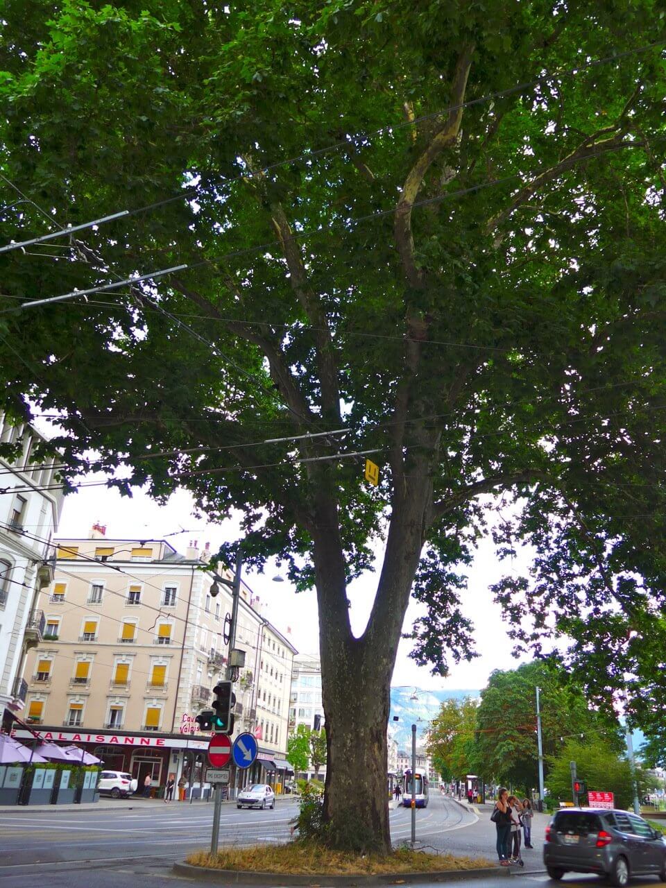 Photo of Urban Tree