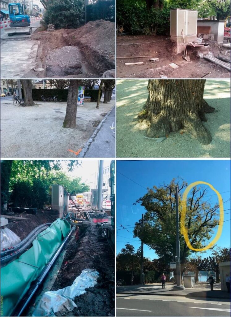 Linden tree in Luzern - pre-intervention